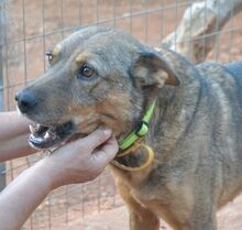 VOULA, Hund, Mischlingshund in Griechenland - Bild 1