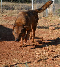 VOULA, Hund, Mischlingshund in Griechenland - Bild 15