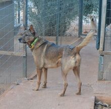 VOULA, Hund, Mischlingshund in Griechenland - Bild 2