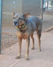 VOULA, Hund, Mischlingshund in Griechenland - Bild 3