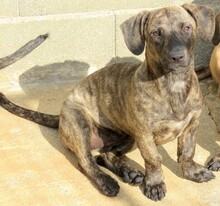 BRIGITTE, Hund, Mischlingshund in Zypern - Bild 2