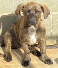 BARDOT, Hund, Mischlingshund in Zypern - Bild 2