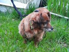 PICI, Hund, Dackel-Mix in Mildstedt - Bild 6