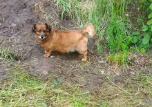 PICI, Hund, Dackel-Mix in Mildstedt - Bild 8