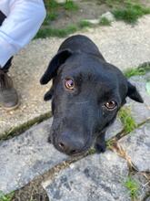 OLA, Hund, Labrador-Mix in Ungarn - Bild 12