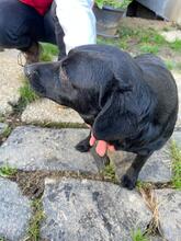 OLA, Hund, Labrador-Mix in Ungarn - Bild 13