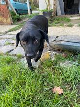 OLA, Hund, Labrador-Mix in Ungarn - Bild 14