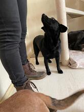 OLA, Hund, Labrador-Mix in Ungarn - Bild 15