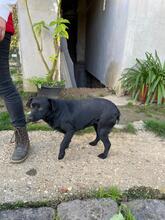 OLA, Hund, Labrador-Mix in Ungarn - Bild 16