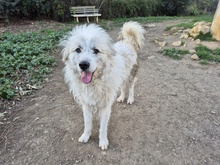 BASKO, Hund, Mischlingshund in Italien - Bild 10