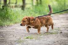 RUDY, Hund, Mischlingshund in Polen - Bild 1