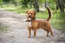 RUDY, Hund, Mischlingshund in Polen - Bild 3