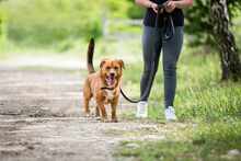 RUDY, Hund, Mischlingshund in Polen - Bild 4