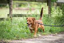 RUDY, Hund, Mischlingshund in Polen - Bild 5