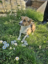 LUNA, Hund, Mischlingshund in Rumänien - Bild 7