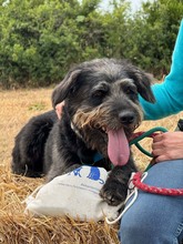 MARLEY, Hund, Mischlingshund in Portugal - Bild 2