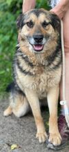 TIBKO, Hund, Mischlingshund in Slowakische Republik - Bild 10