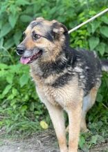TIBKO, Hund, Mischlingshund in Slowakische Republik - Bild 11