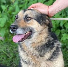 TIBKO, Hund, Mischlingshund in Slowakische Republik - Bild 3