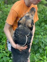 TIBKO, Hund, Mischlingshund in Slowakische Republik - Bild 8
