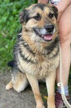 TIBKO, Hund, Mischlingshund in Slowakische Republik - Bild 9