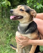 TINA, Hund, Mischlingshund in Slowakische Republik - Bild 11