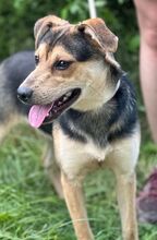 TINA, Hund, Mischlingshund in Slowakische Republik - Bild 12
