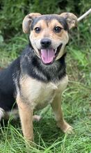 TINA, Hund, Mischlingshund in Slowakische Republik - Bild 13
