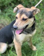TINA, Hund, Mischlingshund in Slowakische Republik - Bild 15