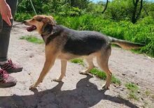 TINA, Hund, Mischlingshund in Slowakische Republik - Bild 7