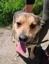 TINA, Hund, Mischlingshund in Slowakische Republik - Bild 8