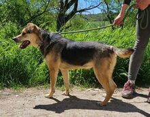 TINA, Hund, Mischlingshund in Slowakische Republik - Bild 9