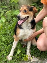 LEO, Hund, Mischlingshund in Slowakische Republik - Bild 10