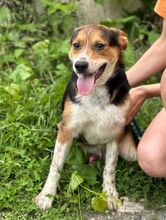 LEO, Hund, Mischlingshund in Slowakische Republik - Bild 6