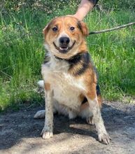LEO, Hund, Mischlingshund in Slowakische Republik - Bild 7