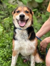 LEO, Hund, Mischlingshund in Slowakische Republik - Bild 8