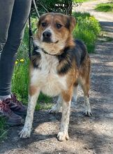 LEO, Hund, Mischlingshund in Slowakische Republik - Bild 9