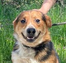 LEO, Hund, Mischlingshund in Mistelgau