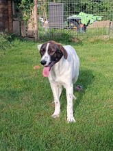 LARRY, Hund, Mischlingshund in Rumänien