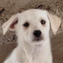 ANNI, Hund, Mischlingshund in Griechenland