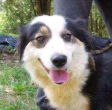 BELLA, Hund, Border Collie-Mischling in Slowakische Republik