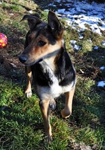 LISANA, Hund, Mischlingshund in Rumänien