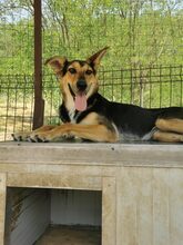 LISANA, Hund, Mischlingshund in Rumänien - Bild 10