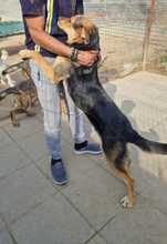 LISANA, Hund, Mischlingshund in Rumänien - Bild 11