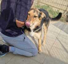 LISANA, Hund, Mischlingshund in Rumänien - Bild 12