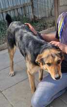 LISANA, Hund, Mischlingshund in Rumänien - Bild 13