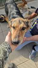 LISANA, Hund, Mischlingshund in Rumänien - Bild 14