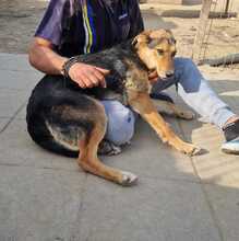 LISANA, Hund, Mischlingshund in Rumänien - Bild 15