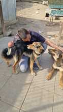 LISANA, Hund, Mischlingshund in Rumänien - Bild 16