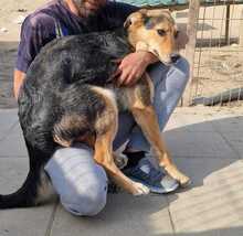 LISANA, Hund, Mischlingshund in Rumänien - Bild 17